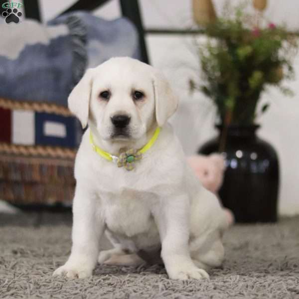 Sandra, Yellow Labrador Retriever Puppy